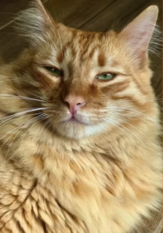 Fubá, gato laranja de pelo longo, com os olhos semicerrados