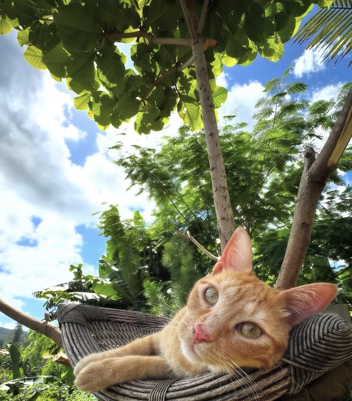Polenta, gato laranja, deitado numa cadeira de vime presa à árvore, olhando para a câmera, com árvores e céu azul ao fundo