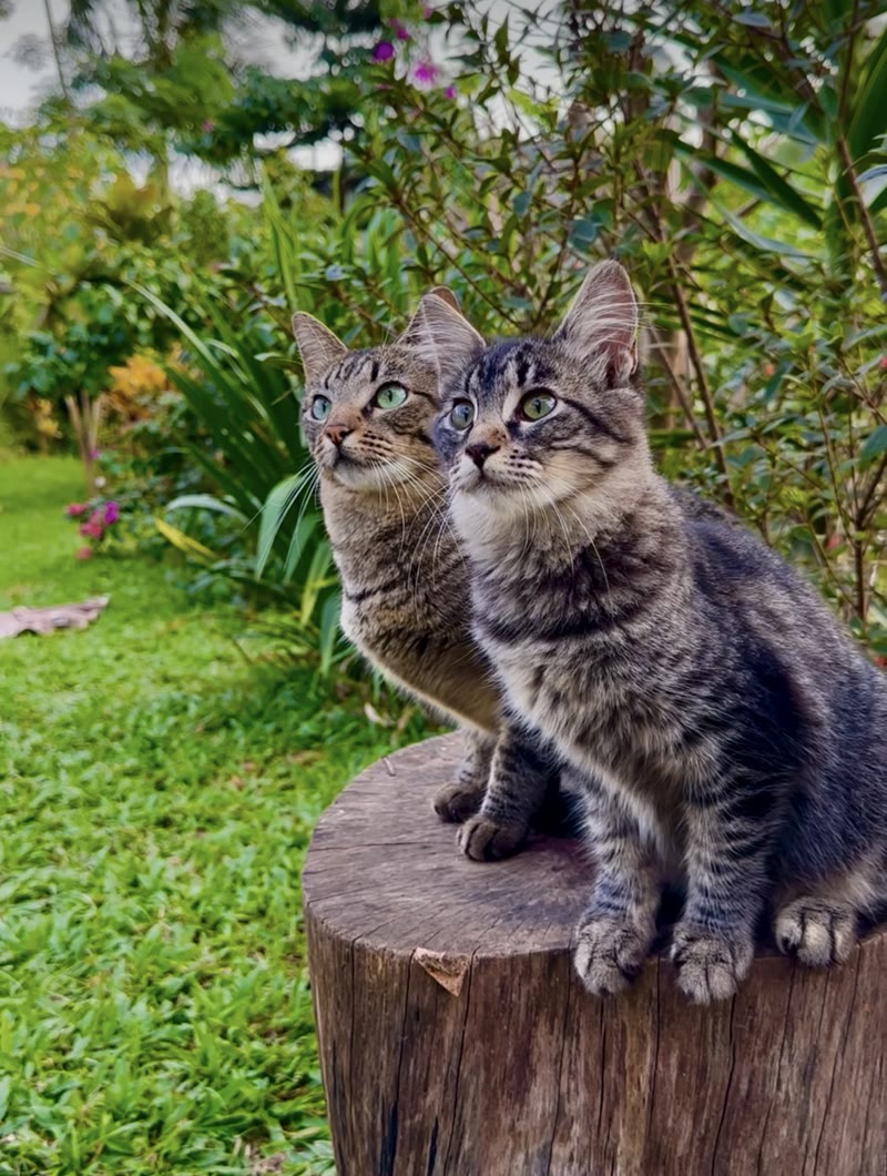 Dois gatos rajados sentados lado a lado sobre um toco de árvore, num jardim verde