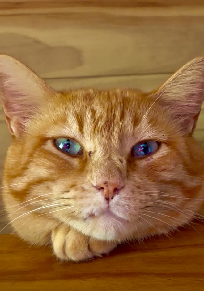 Alecrim, gato laranja, com o queixo apoiado nas patas sobre uma superfície de madeira