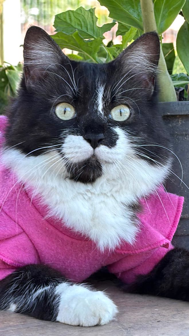 Eva, gata preta e branca, vestindo uma roupinha rosa, com plantas ao fundo