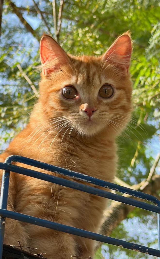 Perseu, gato laranja, sentado atrás de uma grade azul, com árvores ao fundo