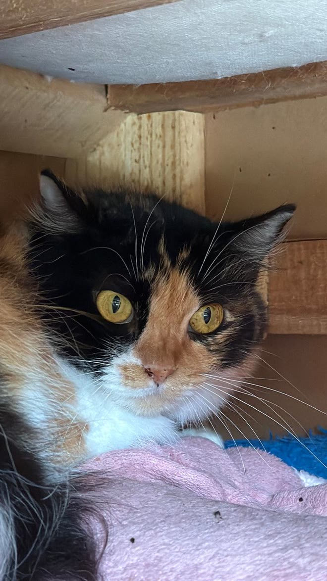 Zoe, gata tricolor, deitada sobre uma manta rosa dentro de um nicho de madeira