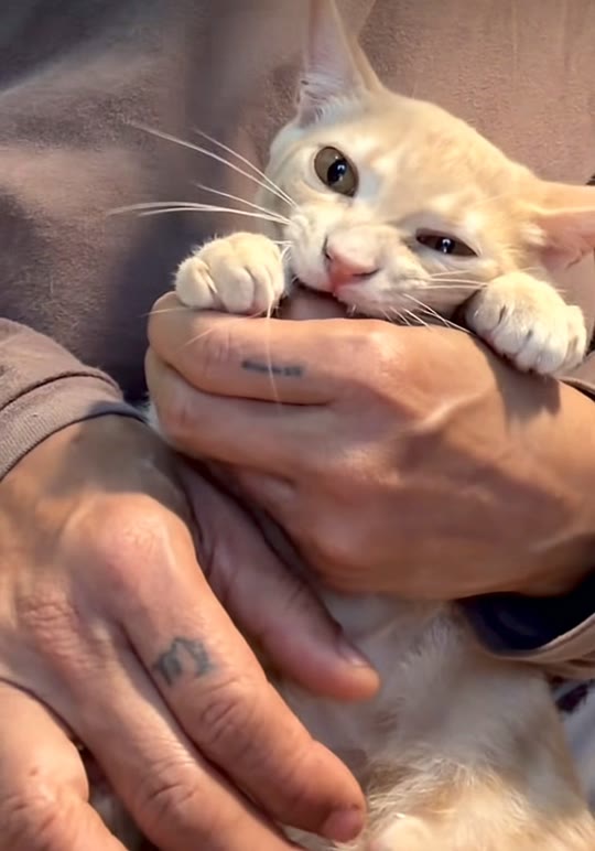 Gatinho de pelo claro mordiscando a mão da Maguinha