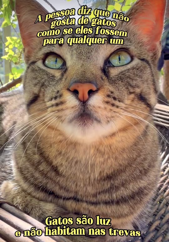 Gato rajado de olhos verdes olhando para a câmera, com o texto: A pessoa diz que não gosta de gatos como se eles fossem para qualquer um. Gatos são luz e não habitam nas trevas.
